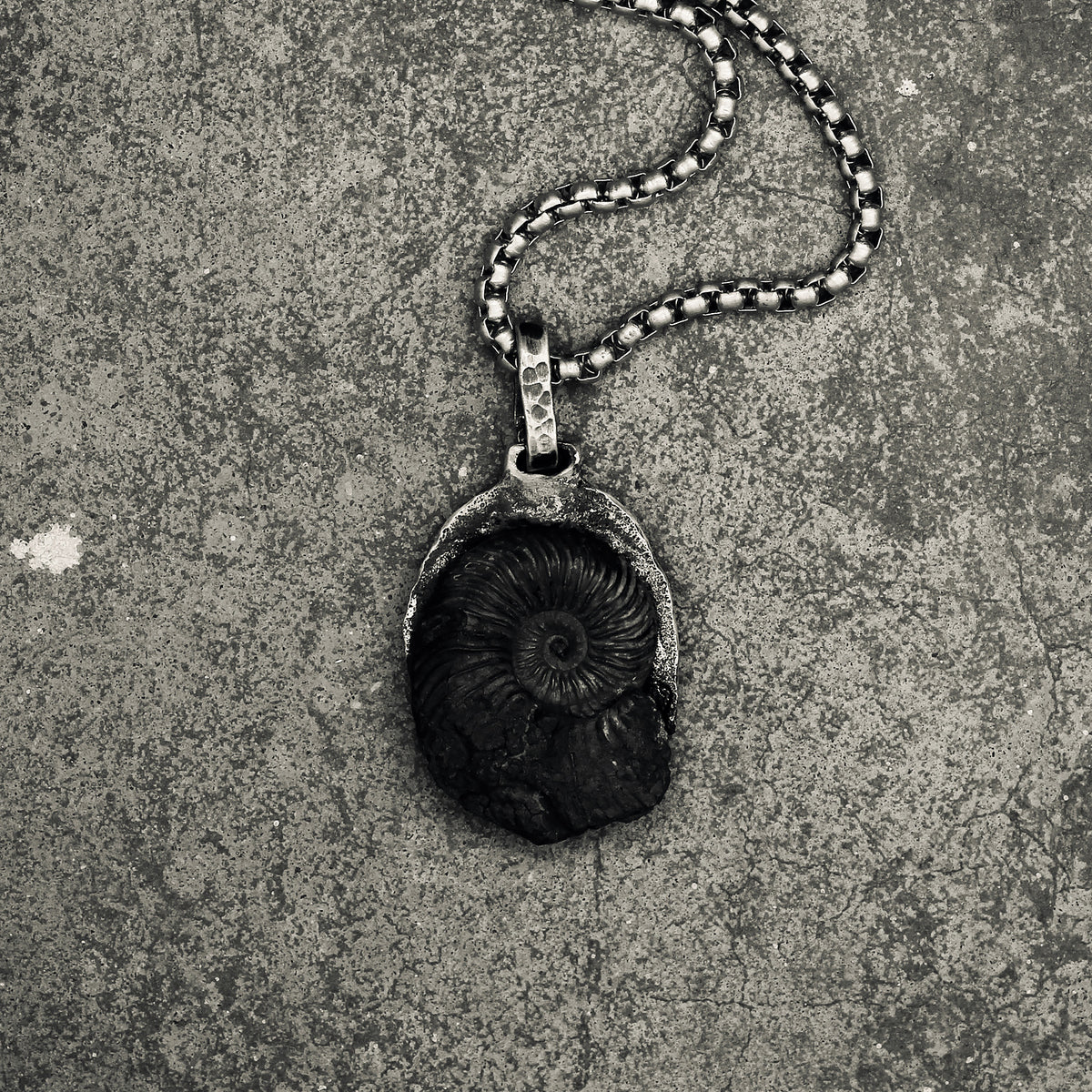 Pendere | Ammonite (real)
